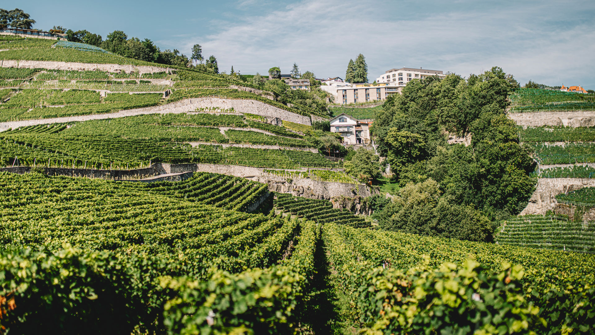 vue panoramique vignes Lavaux