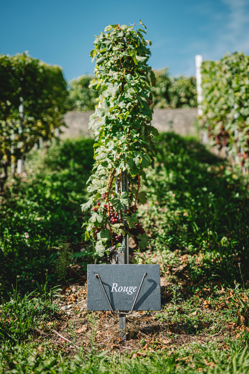 vue panoramique vignes Lavaux