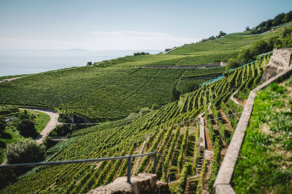 vue panoramique vignes Lavaux