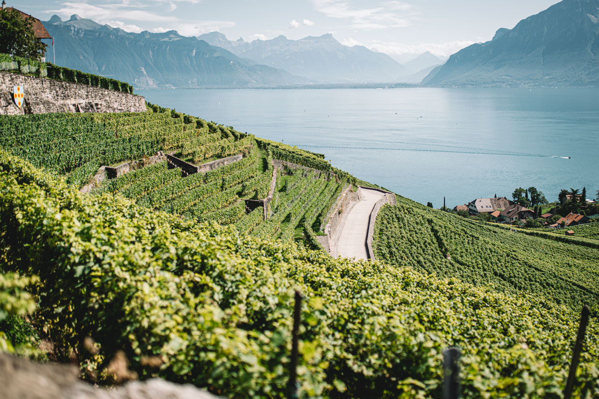 vue panoramique vignes Lavaux