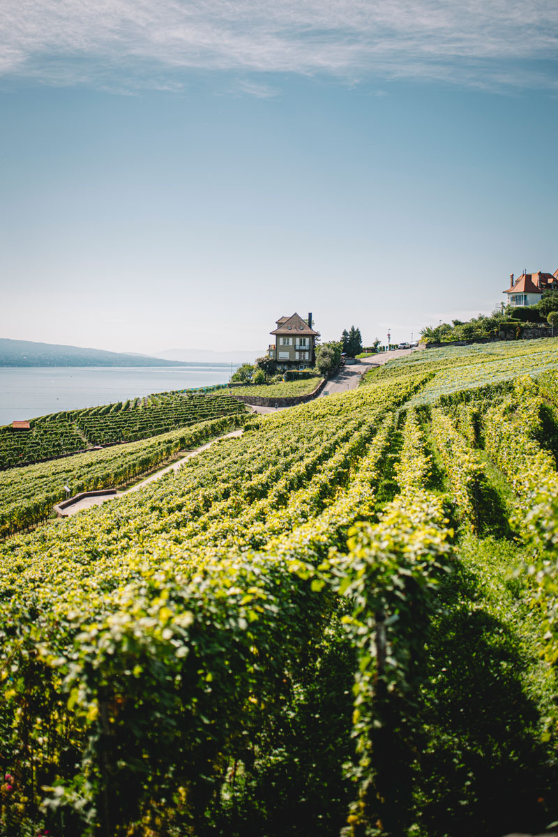 vue panoramique vignes Lavaux